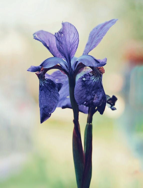 A Close Up Shot of a Iris Plant