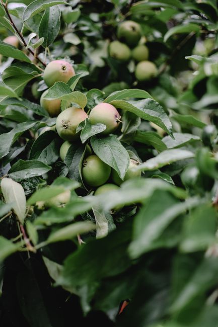 Bountiful apple tree with ripe green apples in Vihtra, Estonia orchard.