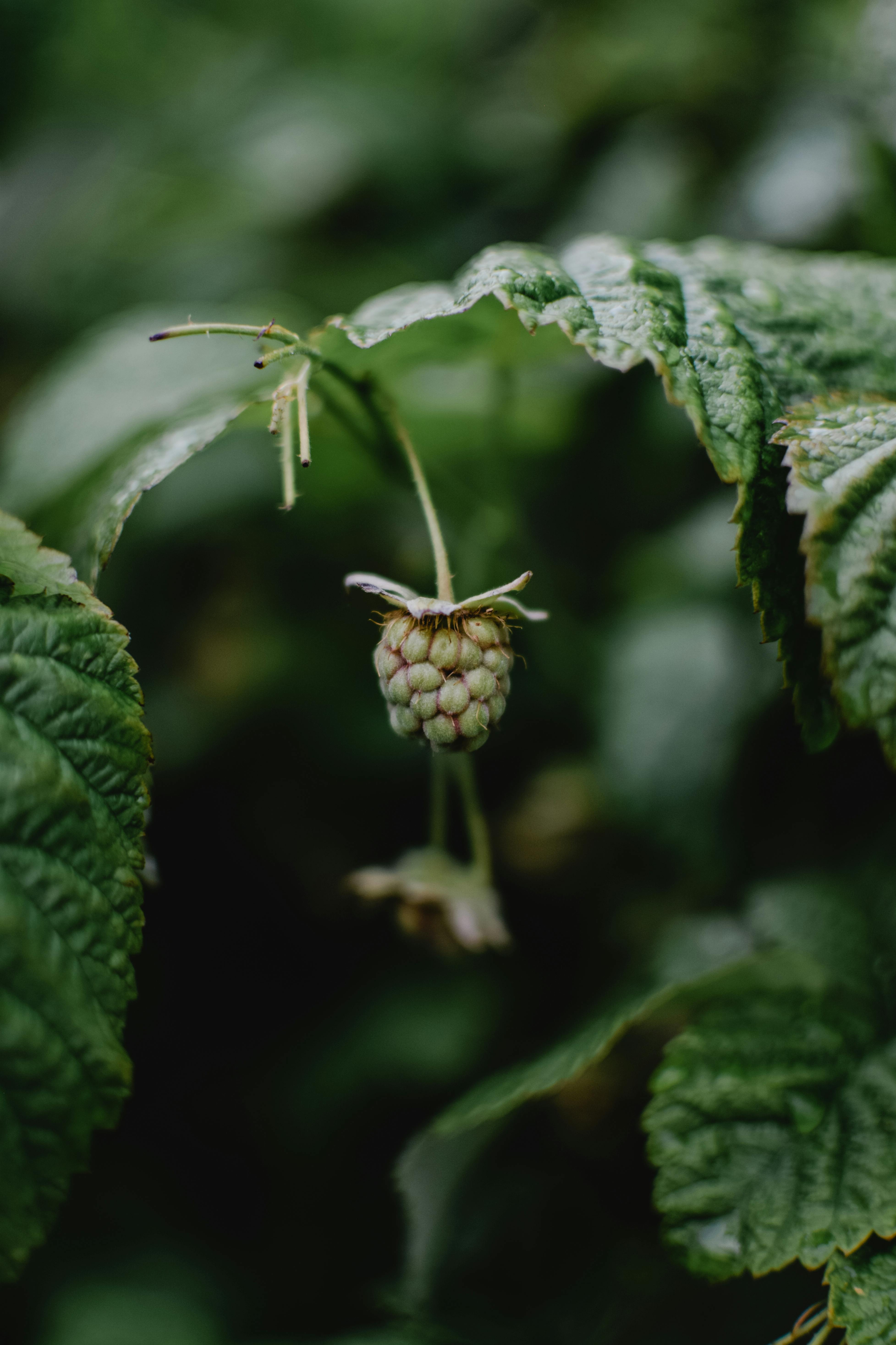 a close up shot of an unripe raspberry