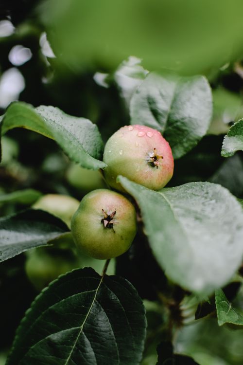 Free Close-up of fresh, unripe apples with raindrops on leaves, Vihtra orchard, Estonia. Stock Photo