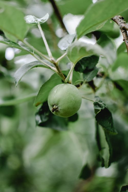 Free A close-up shot of an unripe apple hanging from a tree branch surrounded by green leaves. Stock Photo