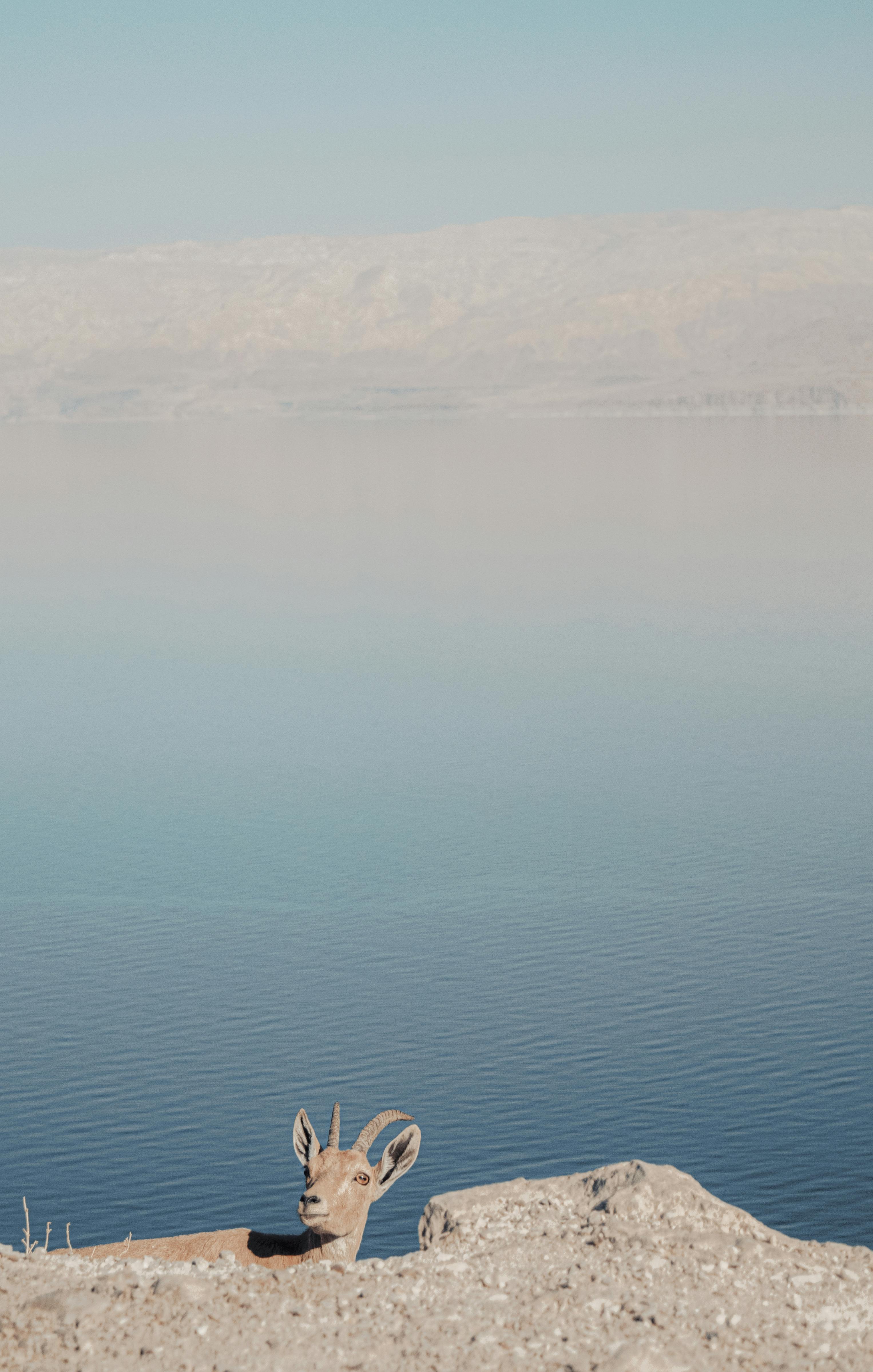 95,070+ Best Free Dead sea Stock Photos & Images · 100% Royalty-Free HD