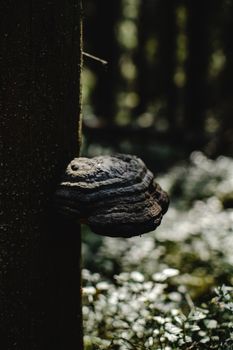 特写镜头捕捉了生长在茂密森林树干上的支架真菌的自然纹理和阴影