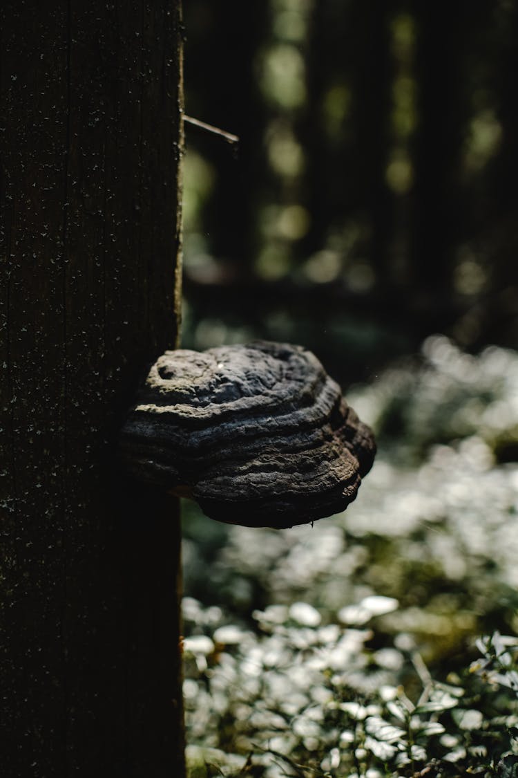 Mushroom On Tree