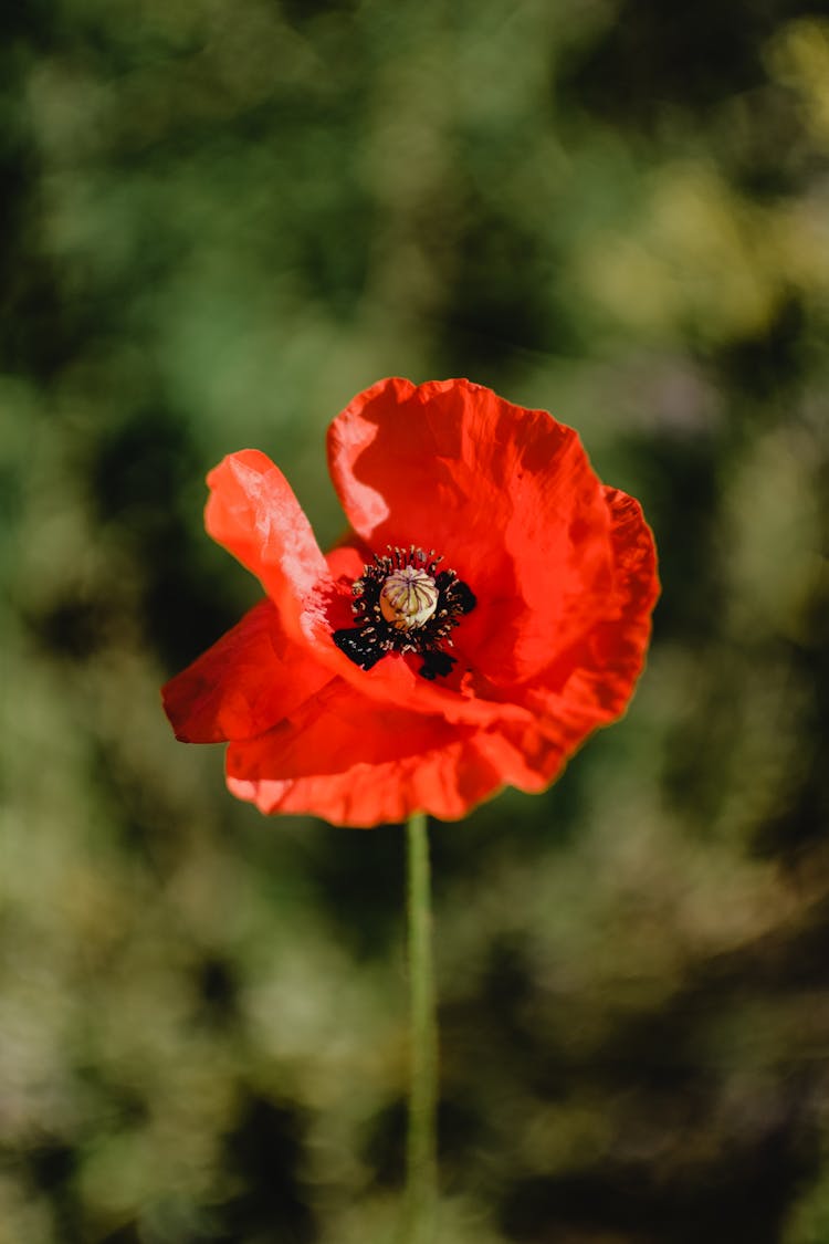 Red Poppy In Bloom