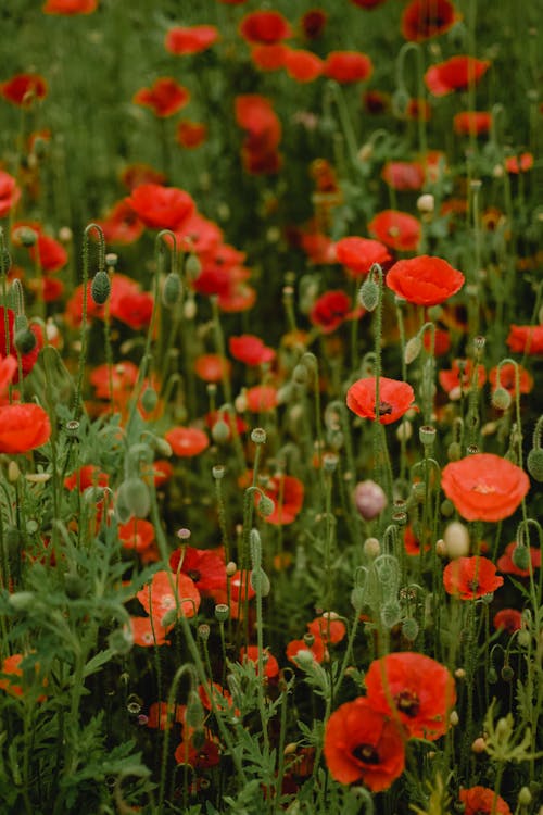 Fleurs Rouges Avec Des Feuilles Vertes