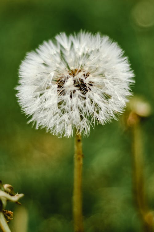 Gratuit Imagine de stoc gratuită din a închide, blur background, floare Fotografie de stoc