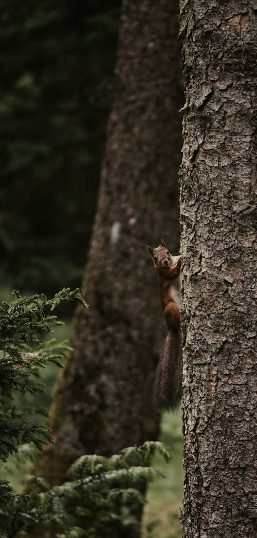 Brown Squirrel Climbing on Tree