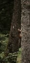 Brown Squirrel Climbing on Tree