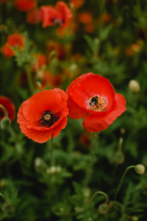 無料 チルトシフトレンズの赤い花 写真素材