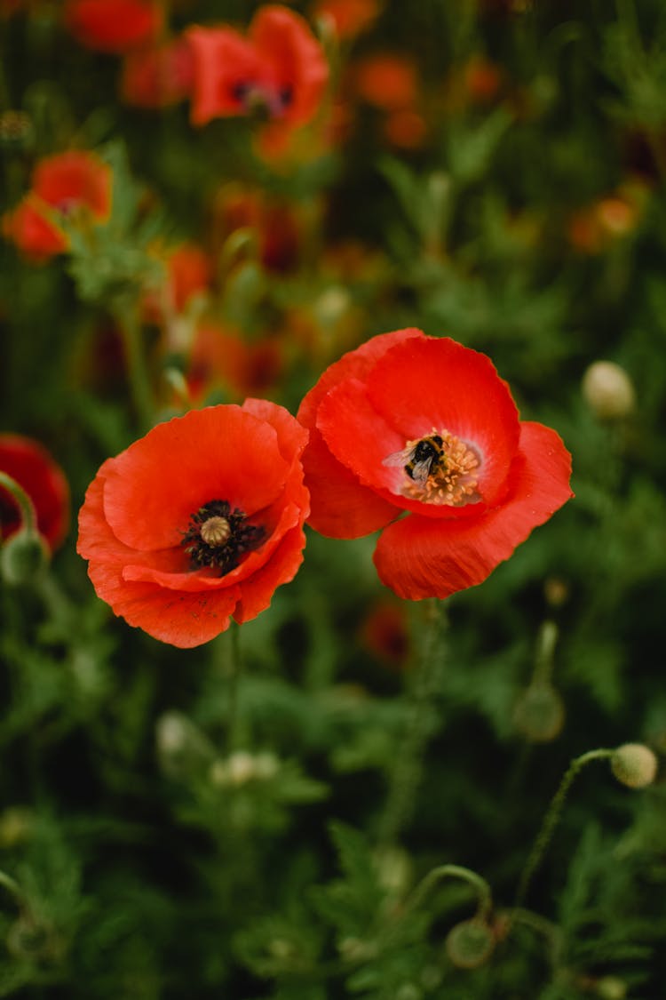 Bee Perched On Red Flower