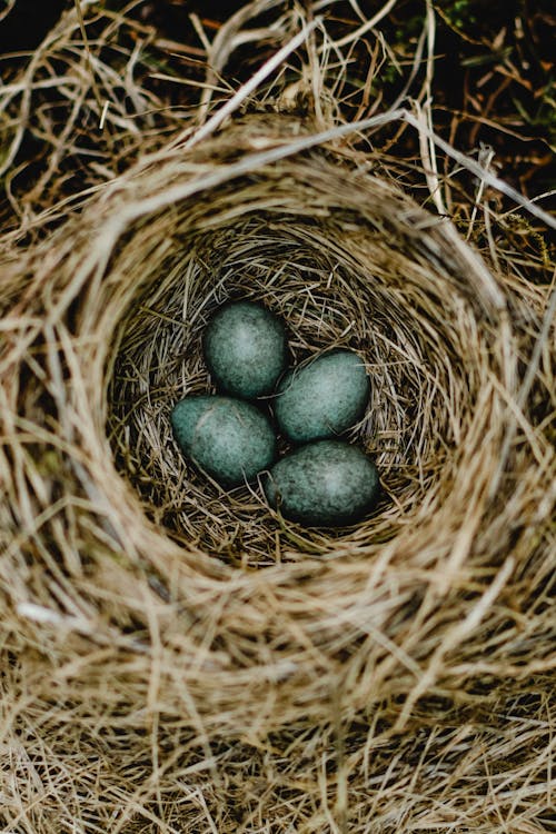 無料 茶色の巣の黒い卵 写真素材