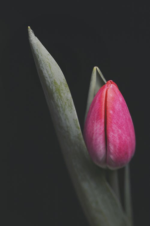 Single Tulip Flower