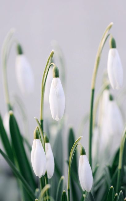 Close-up of delicate snowdrops blooming, symbolizing early spring and renewal.
