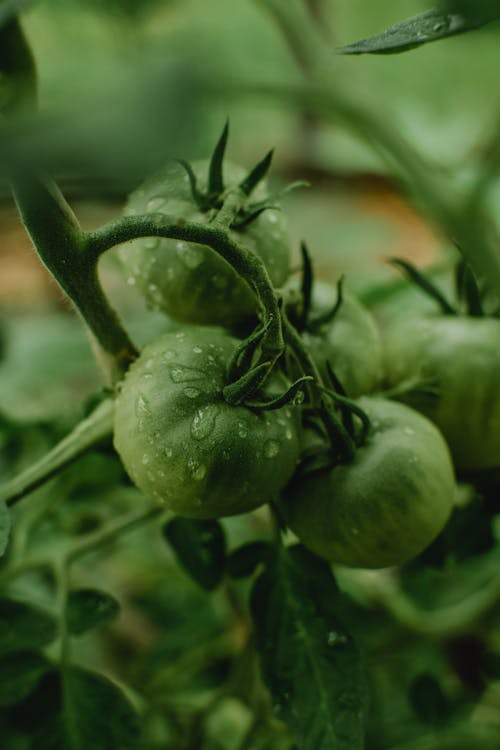 Gratis Planta De Tomate Verde En Fotografía De Primer Plano Foto de stock