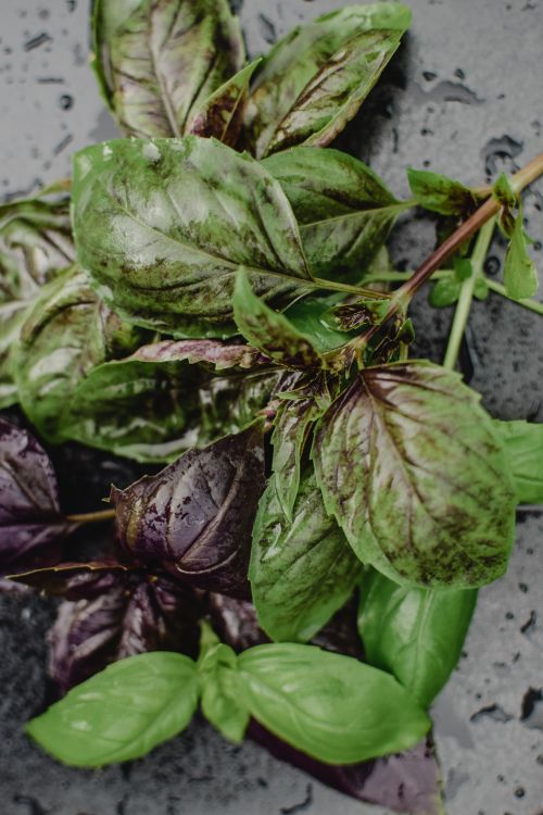 Free Close-up of fresh wet basil leaves on a stone surface in Estonia, showcasing organic greens. Stock Photo