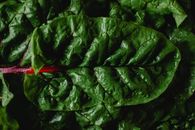 Close Up Photo of Fresh Green Leaves