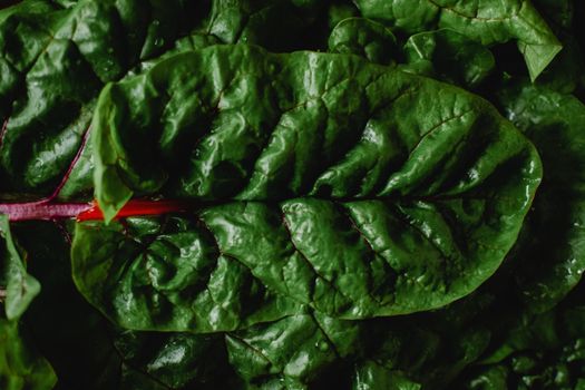 Close Up Photo of Fresh Green Leaves