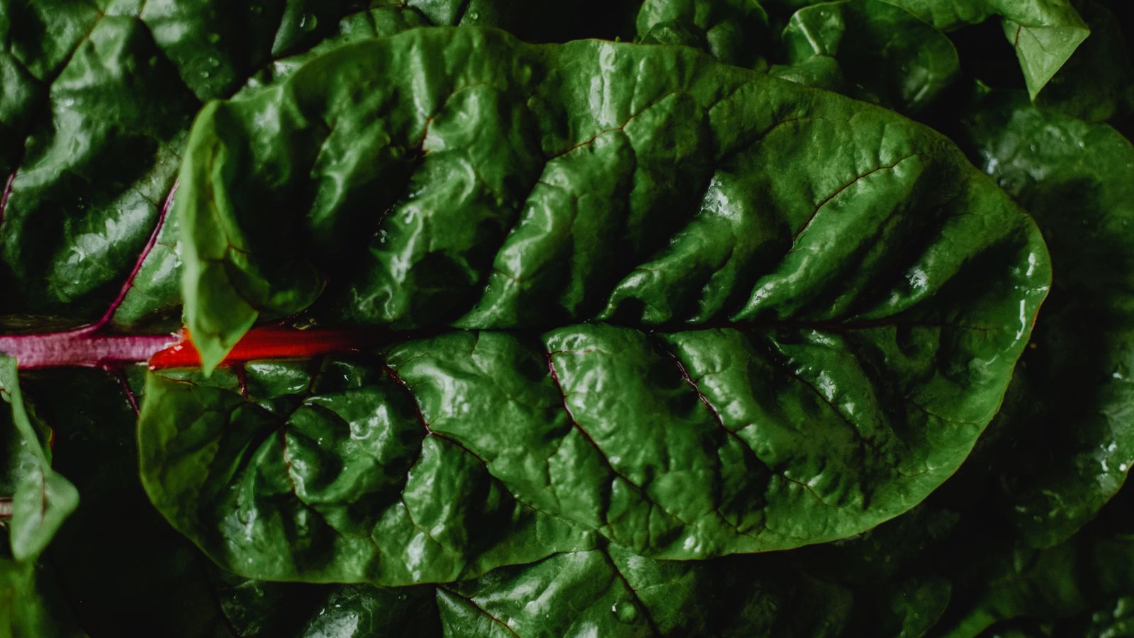 Close-up of fresh Swiss chard leaves — photo by Eva Bronzini on Pexels Close-up of fresh Swiss chard leaves