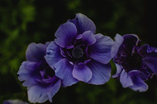 Detailed close-up of vibrant purple flowers with blurred dark green background, creating a dramatic effect.