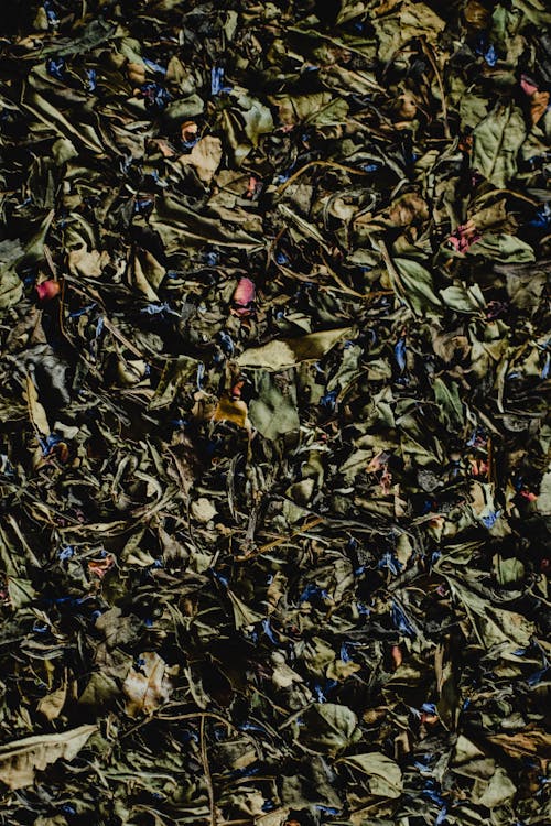 Free Dried Tea Leaves Stock Photo