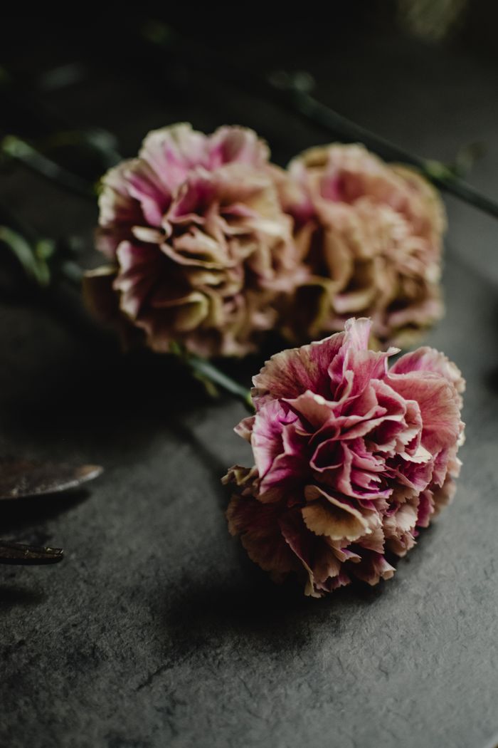 Pink carnations resting on a dark stone surface, by Eva Bronzini on Pexels