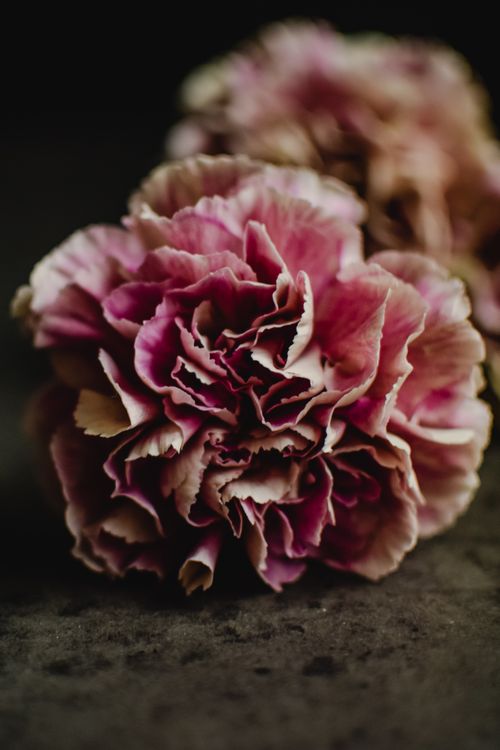 Free Delicate pink carnation flower captured in a close-up against a dark backdrop, emphasizing floral texture. Stock Photo
