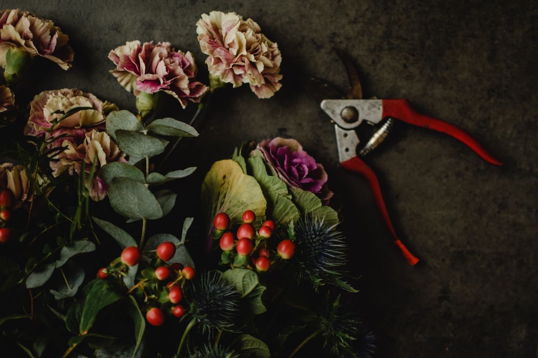 Carnations, berries and secateurs laid out on a dark table