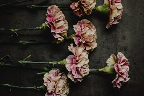 Fiori Rosa Sulla Superficie Di Legno Nera