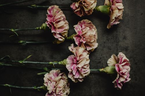 Free Pink carnations with stems arranged on a dark surface, captured from above. Enhancing the beauty of floristry. Stock Photo