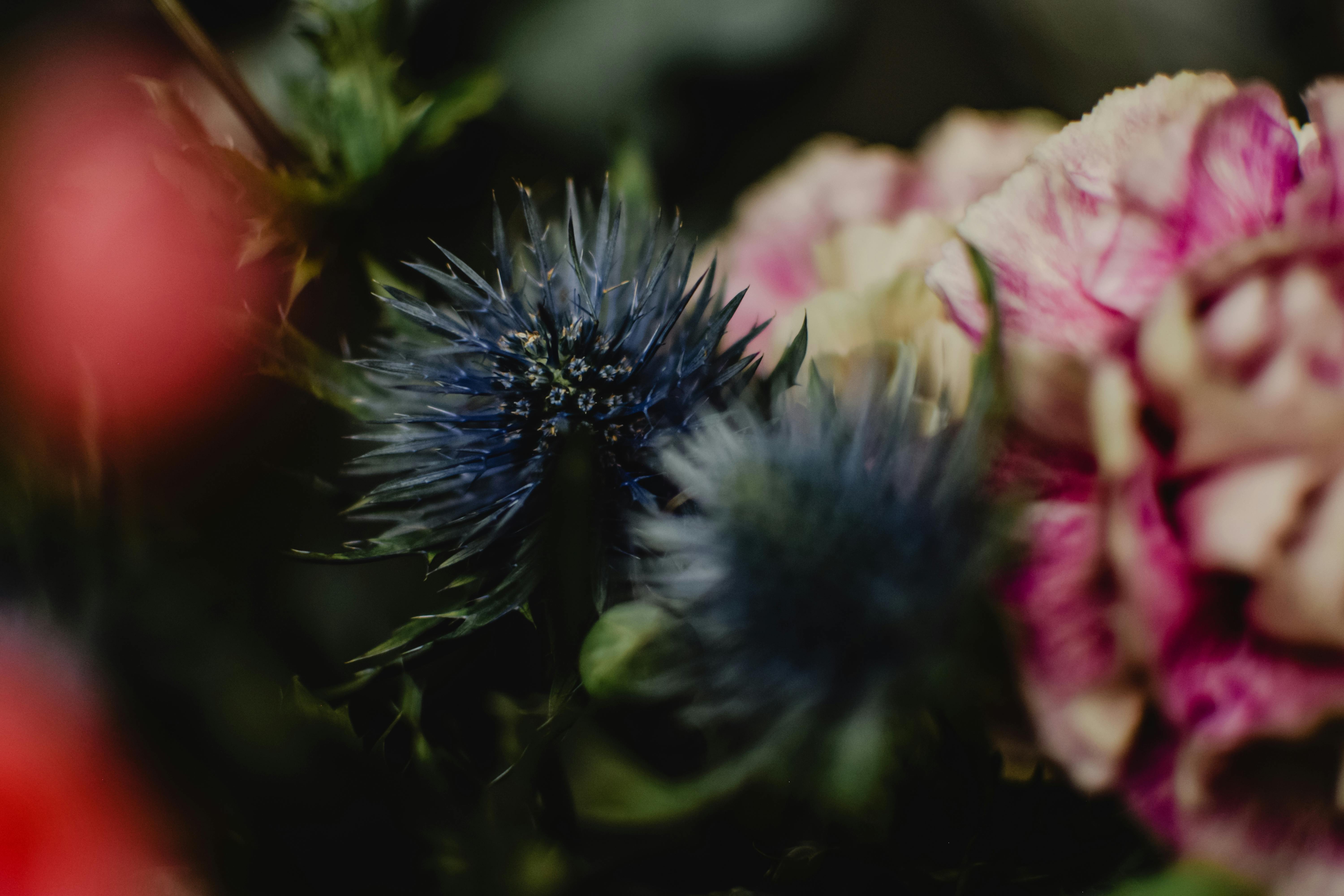Eryngium in Bouquet · Free Stock Photo
