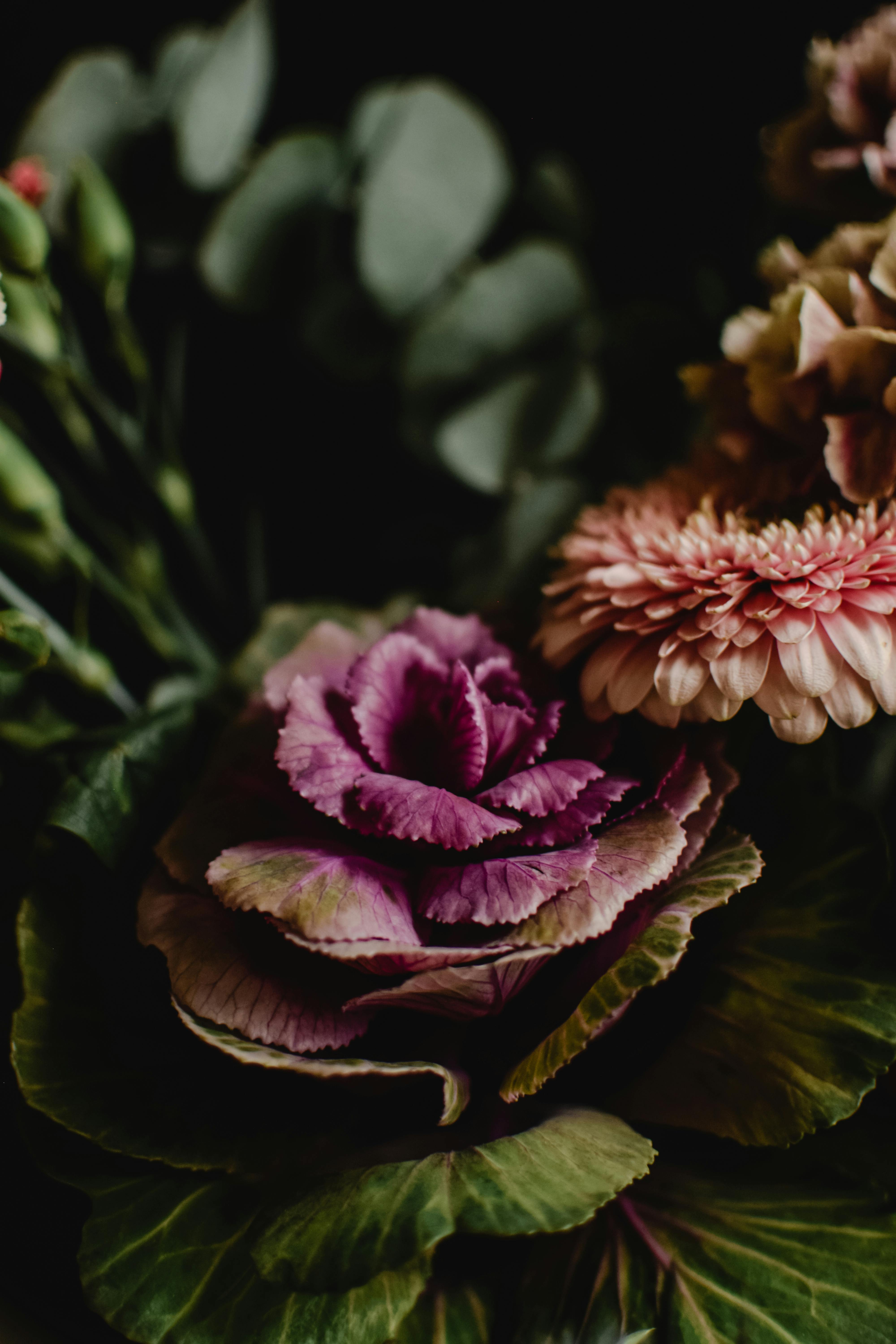 特写镜头中，一株充满活力的紫色十字花科植物在郁郁葱葱的花丛间展现出它的美丽与优雅