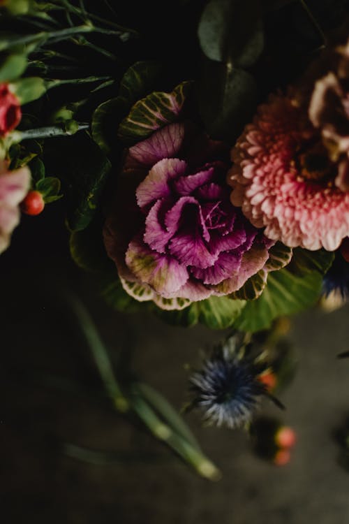 Fotobanka s bezplatnými fotkami na tému brassica, dekoratívny, gerbera