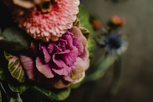 Roze En Witte Bloem In Macrolensfotografie