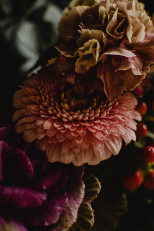 Free Dark, moody photograph of a vibrant floral arrangement capturing intricate details and textures. Stock Photo