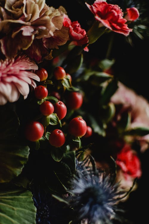 Gratis arkivbilde med bær, blomsterfotografering, dekorasjon Arkivbilde