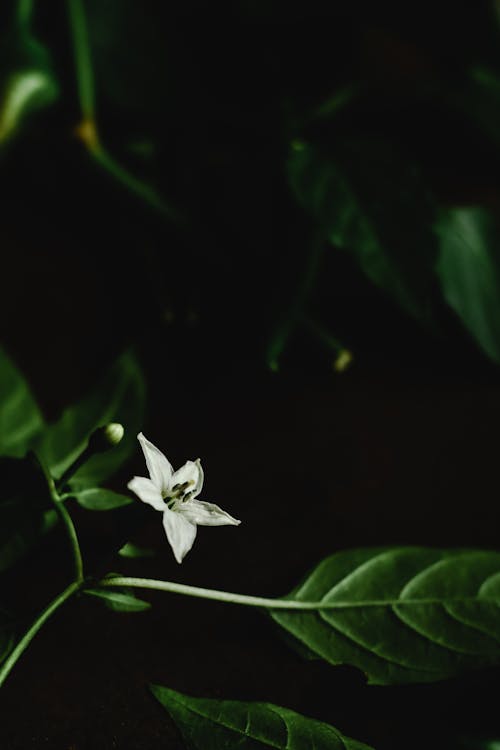 Close-Up Shot of White Flower With Green Leaves