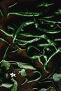 Green Chili Peppers