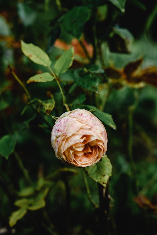 Macro Shot of a Rose
