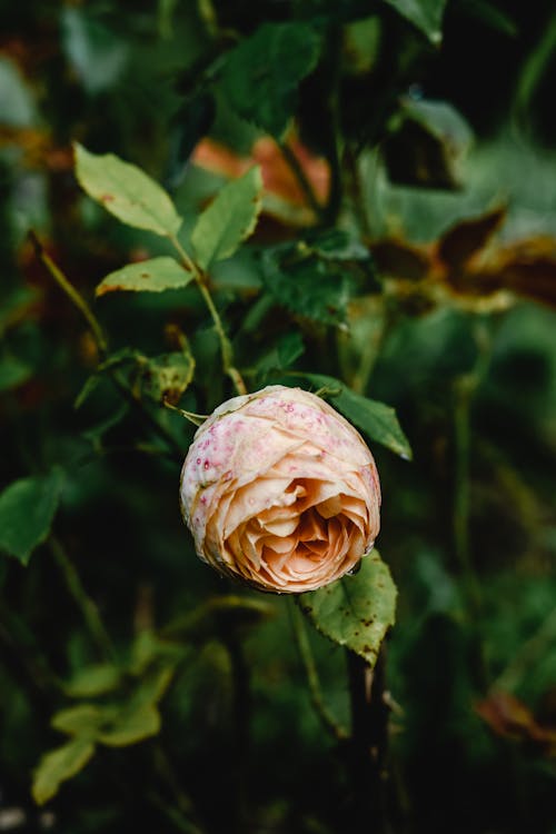 Flor Rosa Na Lente Tilt Shift