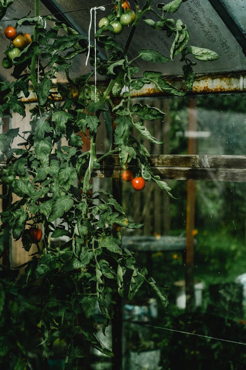 Fruit Vert Et Orange Sur Arbre