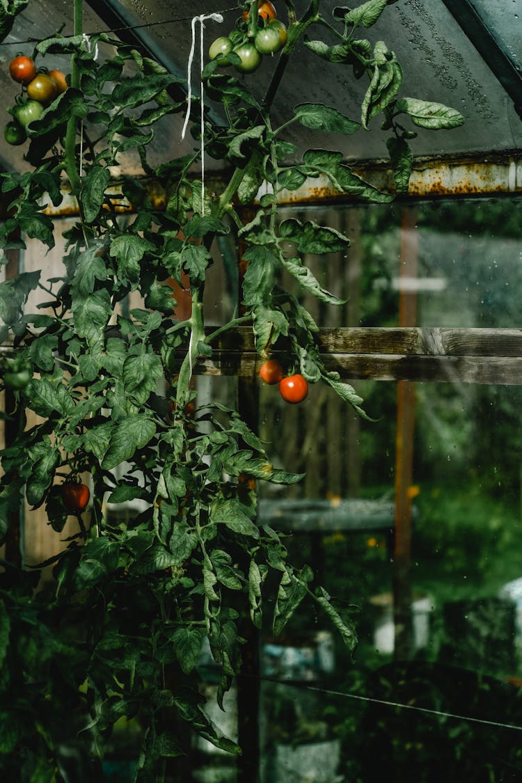 A Growing Tomato Plant