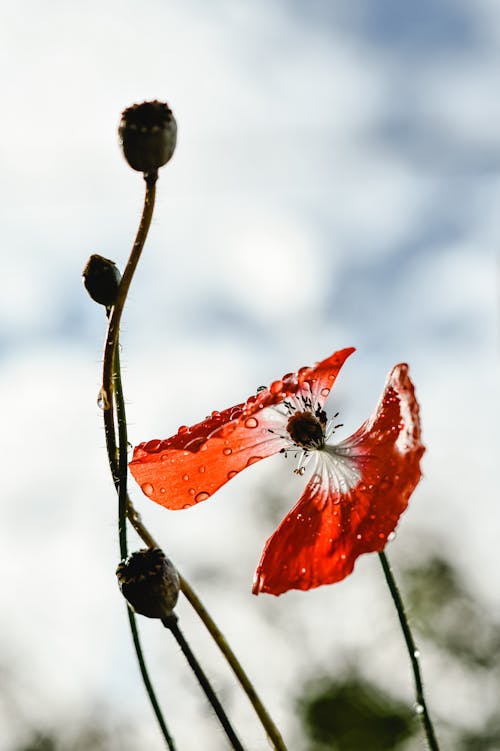 Gratis lagerfoto af blomstrende, delikat, dug