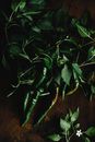 Green Chili Peppers and Leaves