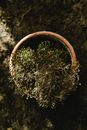 Brown and White Round Plant
