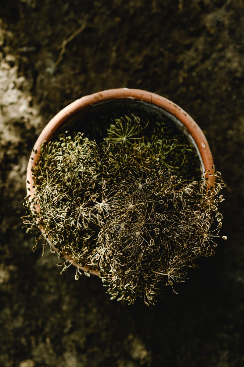 Dill Seeds