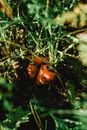Brown Round Fruit on Green Plant