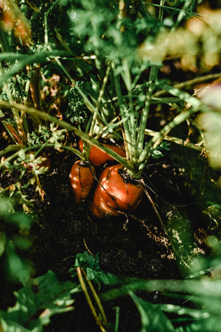 Close-up Of Carrots Growing In Ground