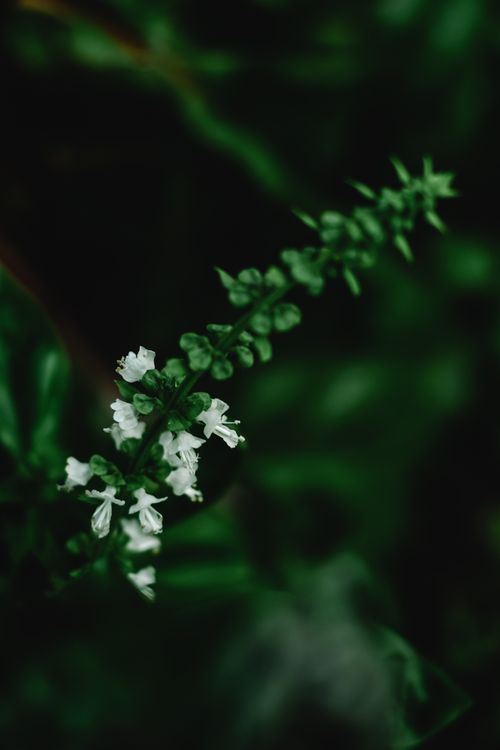 Free Detailed shot of white flowers amid lush green leaves with selective focus. Stock Photo