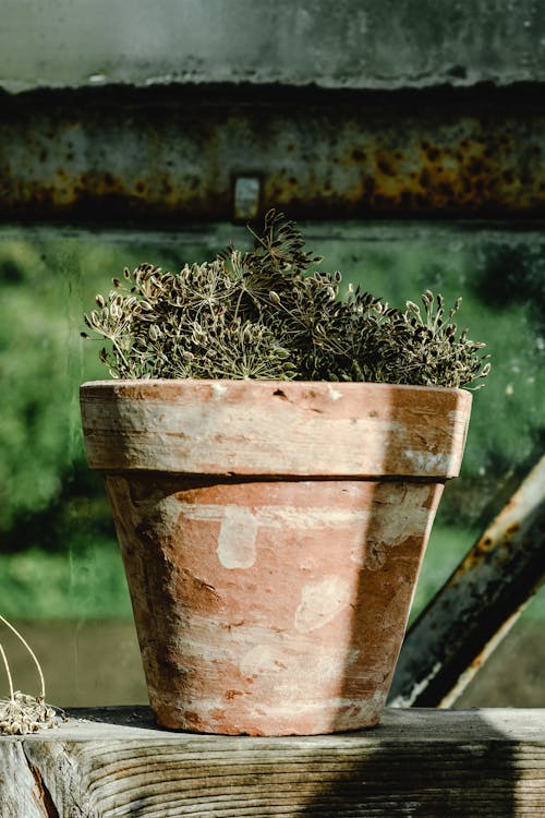 Free Green Plant in a Clay Pot Stock Photo